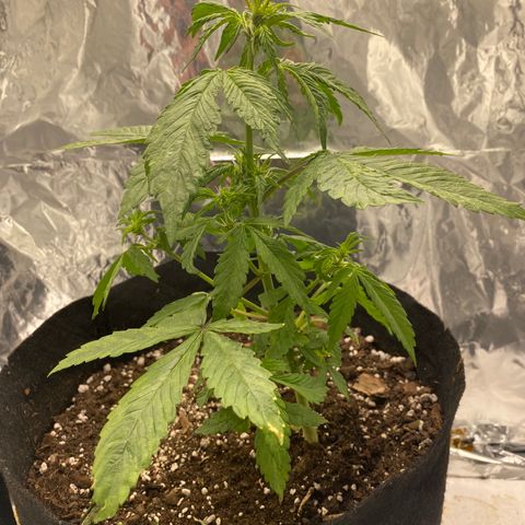 Daiquiri growlog timeline photo