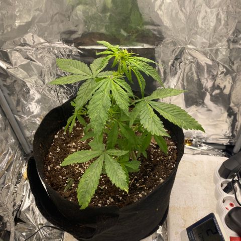 Daiquiri growlog timeline photo