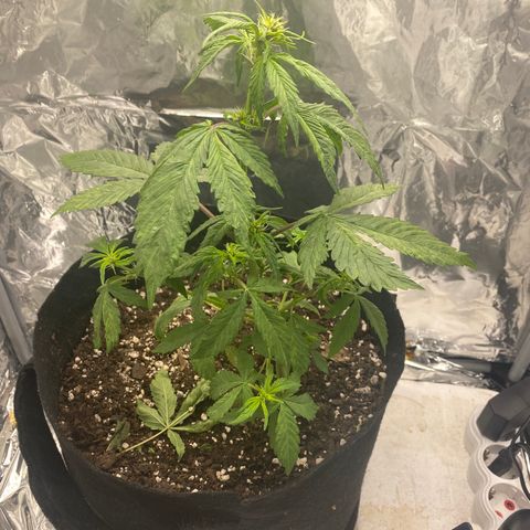 Daiquiri growlog timeline photo