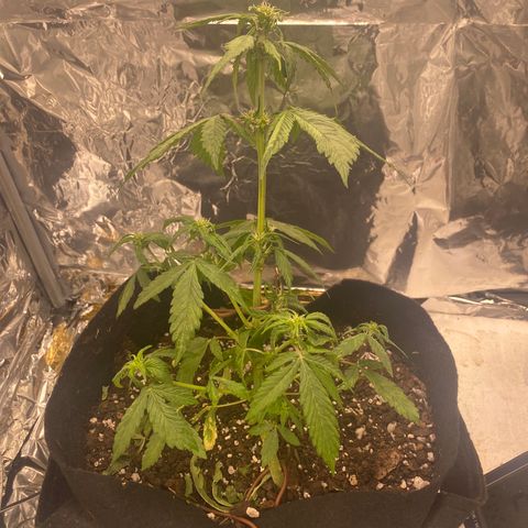 Daiquiri growlog timeline photo