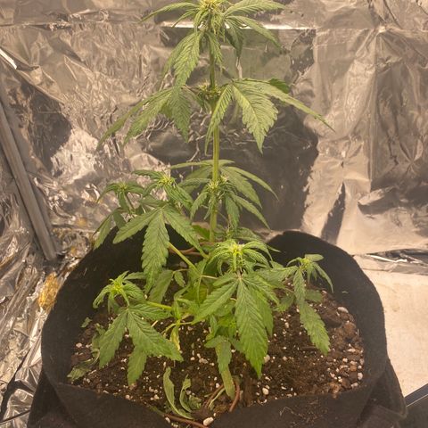 Daiquiri growlog timeline photo