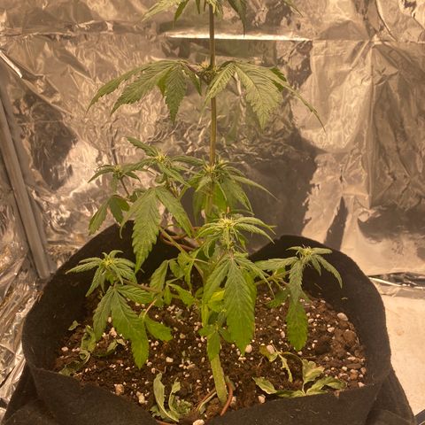 Daiquiri growlog timeline photo