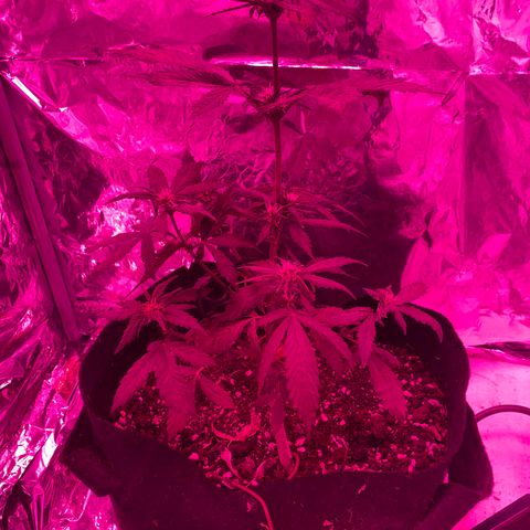 Daiquiri growlog timeline photo
