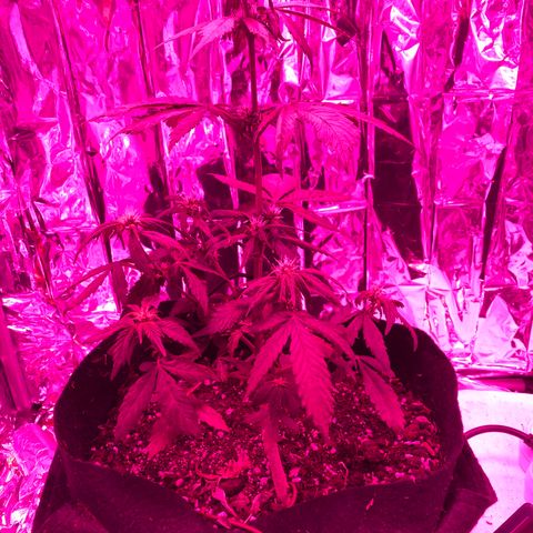 Daiquiri growlog timeline photo