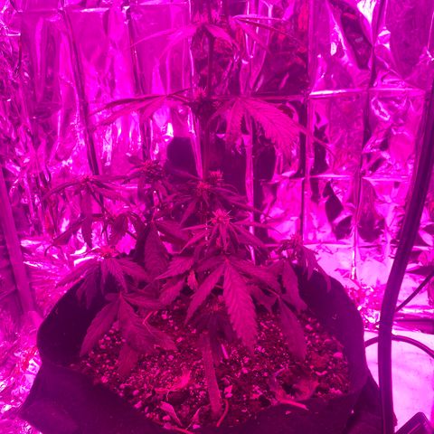 Daiquiri growlog timeline photo