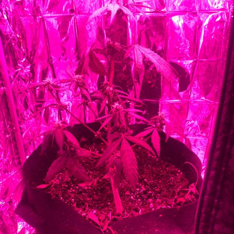 Daiquiri growlog timeline photo