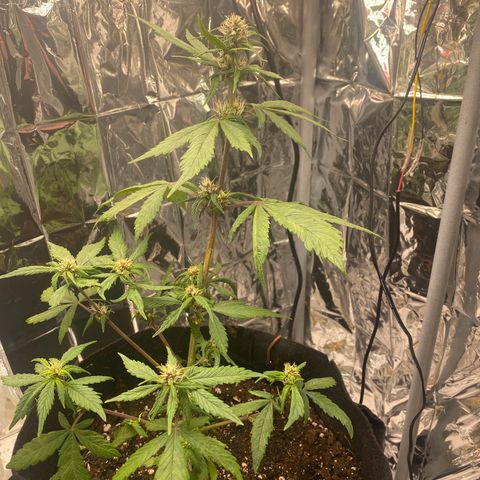 Daiquiri growlog timeline photo