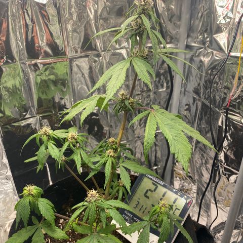 Daiquiri growlog timeline photo
