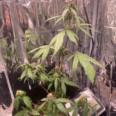 Daiquiri growlog timeline photo