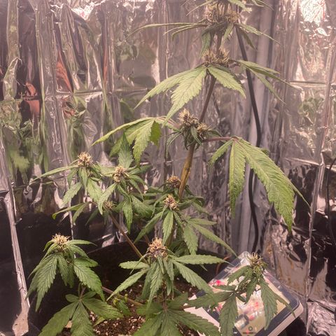 Daiquiri growlog timeline photo