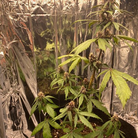 Daiquiri growlog timeline photo