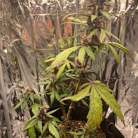 Daiquiri growlog timeline photo