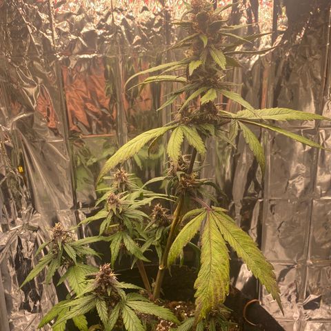 Daiquiri growlog timeline photo