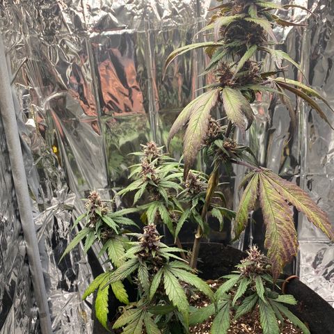 Daiquiri growlog timeline photo