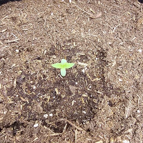 Epsilon F1 Grow 1 HM growlog timeline photo