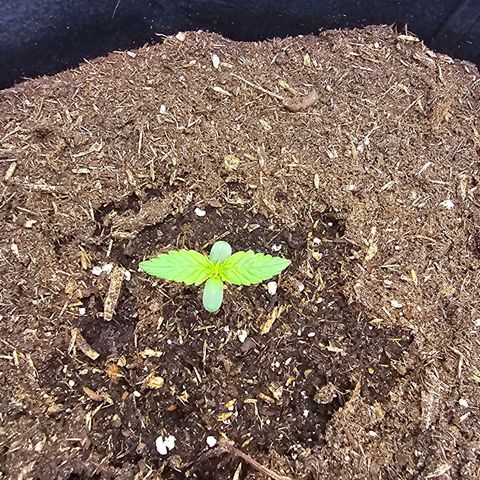 Epsilon F1 Grow 1 HM growlog timeline photo