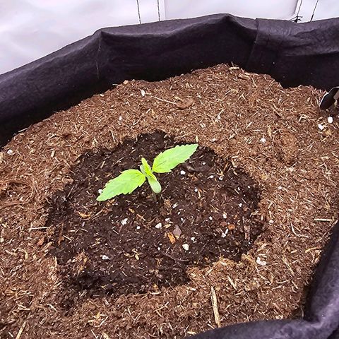 Epsilon F1 Grow 1 HM growlog timeline photo