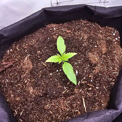 Epsilon F1 Grow 1 HM growlog timeline photo