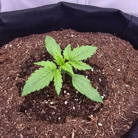 Epsilon F1 Grow 1 HM growlog timeline photo