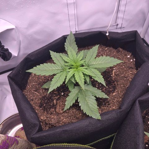 Epsilon F1 Grow 1 HM growlog photo: Kräftigste von den 3 Pflanzen, jedoch auch minimal mehr PPFD