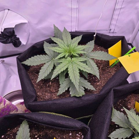 Epsilon F1 Grow 1 HM growlog timeline photo