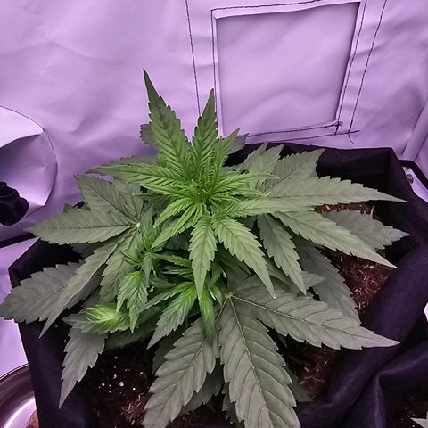Epsilon F1 Grow 1 HM growlog timeline photo