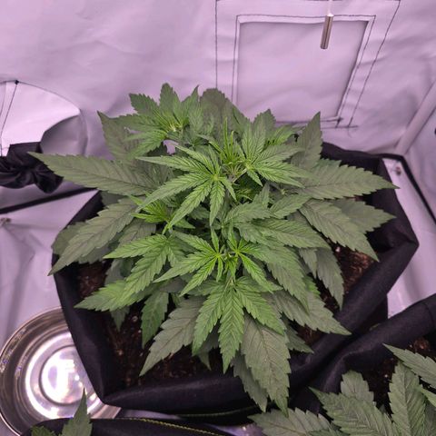 Epsilon F1 Grow 1 HM growlog photo: Größte der 3 Pflanzen 