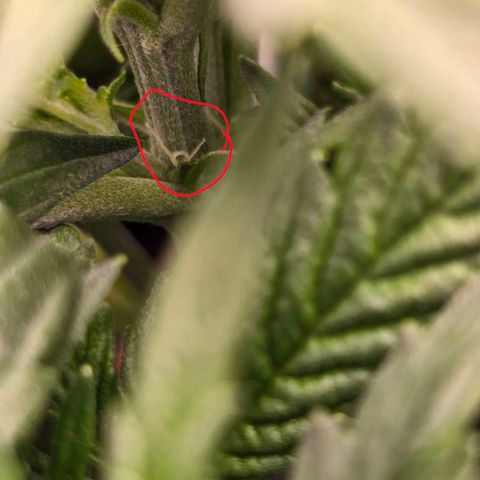 Epsilon F1 Grow 1 HM growlog timeline photo