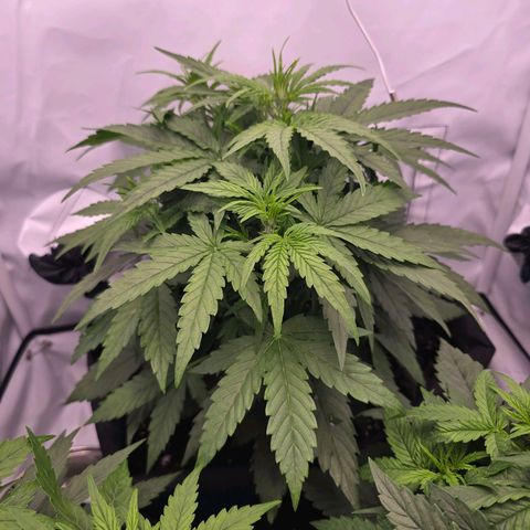 Epsilon F1 Grow 1 HM growlog timeline photo