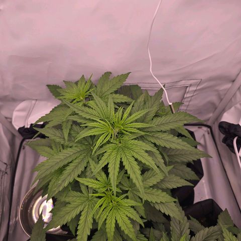 Epsilon F1 Grow 1 HM growlog timeline photo
