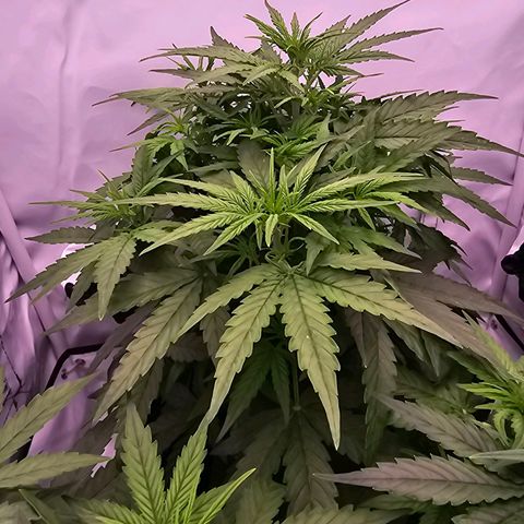 Epsilon F1 Grow 1 HM growlog timeline photo