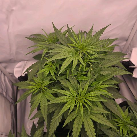 Epsilon F1 Grow 1 HM growlog timeline photo
