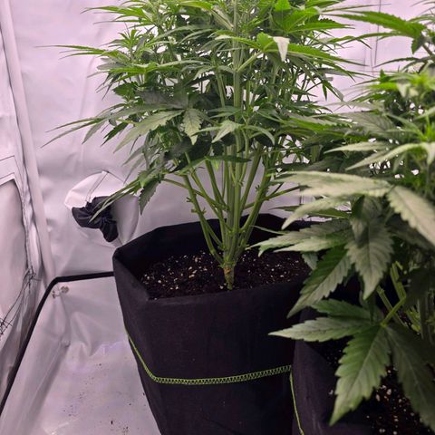 Epsilon F1 Grow 1 HM growlog timeline photo