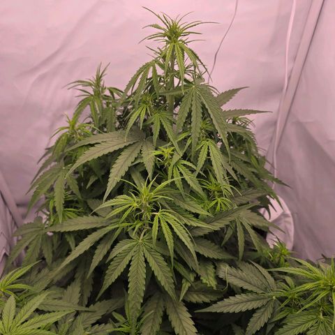 Epsilon F1 Grow 1 HM growlog timeline photo