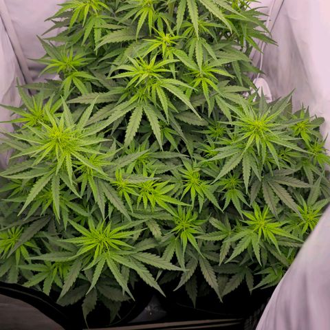 Epsilon F1 Grow 1 HM growlog timeline photo