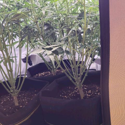 Epsilon F1 Grow 1 HM growlog timeline photo