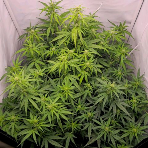 Epsilon F1 Grow 1 HM growlog timeline photo