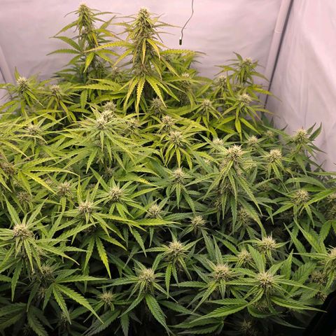 Epsilon F1 Grow 1 HM growlog timeline photo