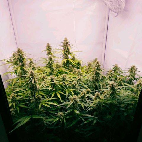 Epsilon F1 Grow 1 HM growlog timeline photo