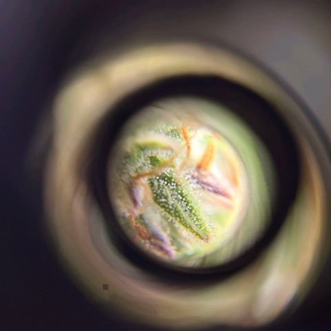 Epsilon F1 Grow 1 HM growlog photo: Einige schon milchig, sehr vereinzelt schon bräunlich