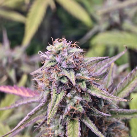 Epsilon F1 Grow 1 HM growlog timeline photo