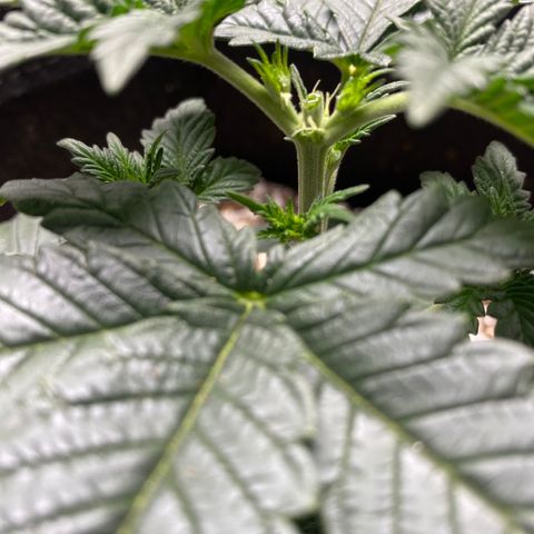 Sour Orange Diesel (August) growlog photo: Topping