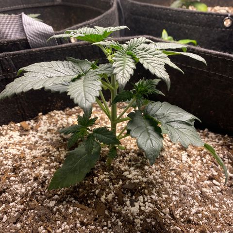 Sour Orange Diesel (August) growlog timeline photo