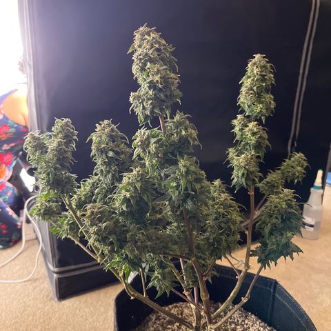 Sour Orange Diesel (August) growlog timeline photo