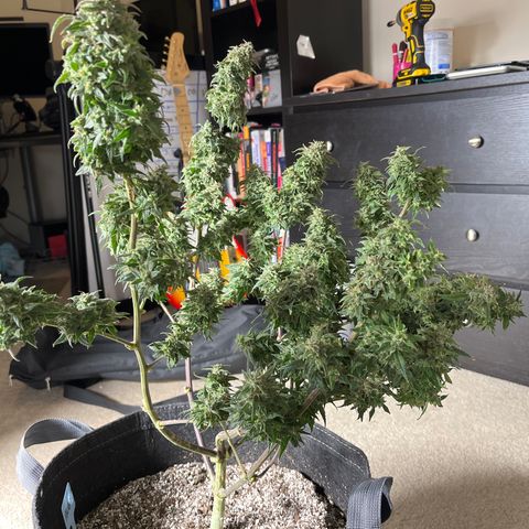 Sour Orange Diesel (August) growlog timeline photo