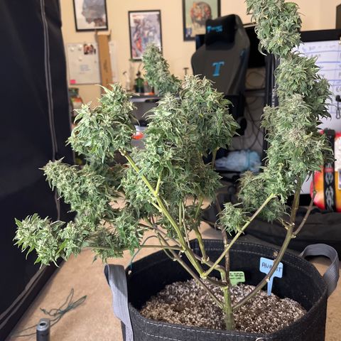 Sour Orange Diesel (August) growlog timeline photo