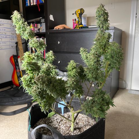 Sour Orange Diesel (August) growlog timeline photo