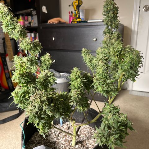 Sour Orange Diesel (August) growlog timeline photo