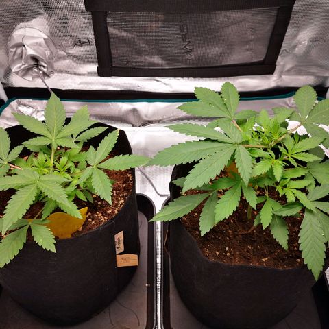 StrawZ Automatic #1 growlog photo: Nach Topping