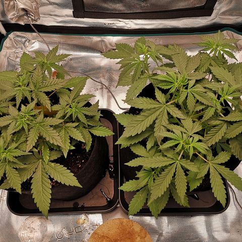 StrawZ Automatic #1 growlog timeline photo